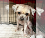 Small #1 Shih Tzu Mix