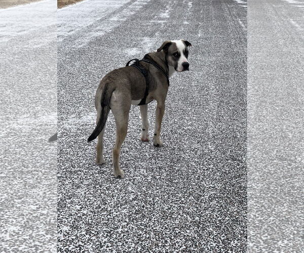 Medium Photo #4 Mutt Puppy For Sale in Fort Collins, CO, USA