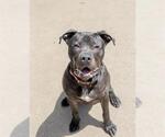 Small #1 American Pit Bull Terrier Mix