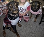 Small Photo #3 Rottweiler Puppy For Sale in SHELBYVILLE, IL, USA