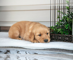 Puppy Teddy Golden Retriever