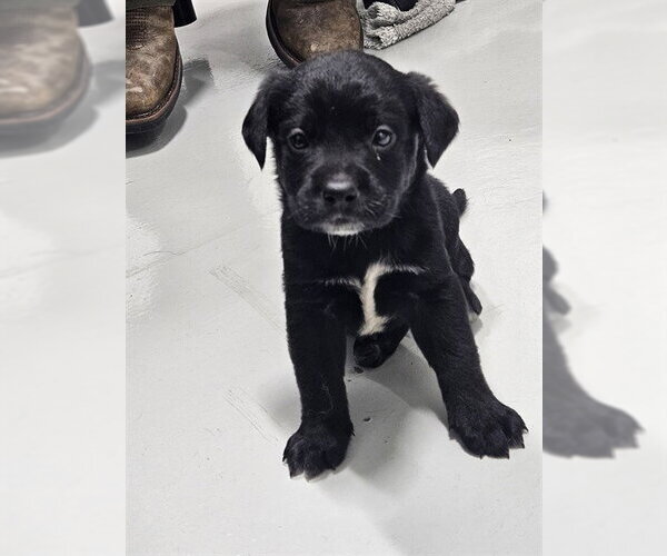 Medium Photo #1 Labrador Retriever-Unknown Mix Puppy For Sale in Temple, TX, USA