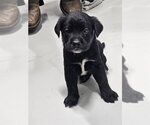 Small Labrador Retriever Mix