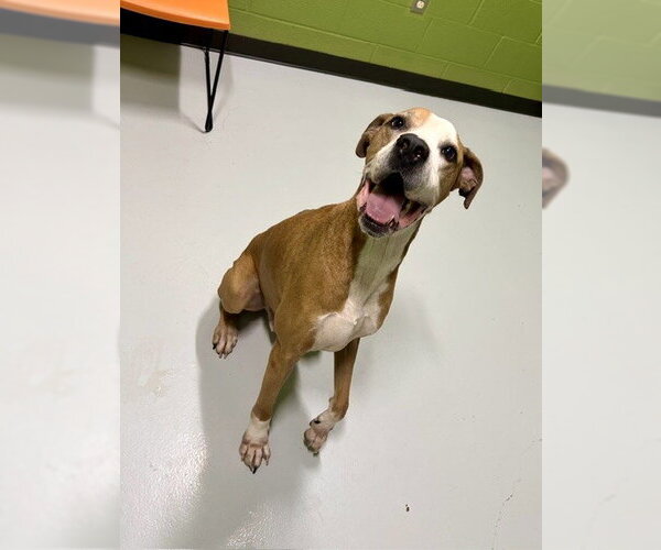Medium Photo #2 Great Dane-Unknown Mix Puppy For Sale in Temple, TX, USA