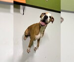 Small #1 Great Dane Mix