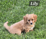 Small Photo #18 Cavapoo Puppy For Sale in BATESVILLE, IN, USA