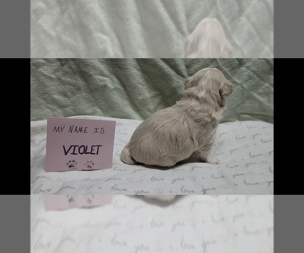 Medium Photo #6 Maltipoo (Miniature) Puppy For Sale in BROOKFIELD, MO, USA