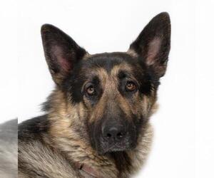 German Shepherd Dog Dogs for adoption in Santa Maria, CA, USA
