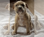 Small Photo #3 American Bully Puppy For Sale in SOMERSET, KY, USA