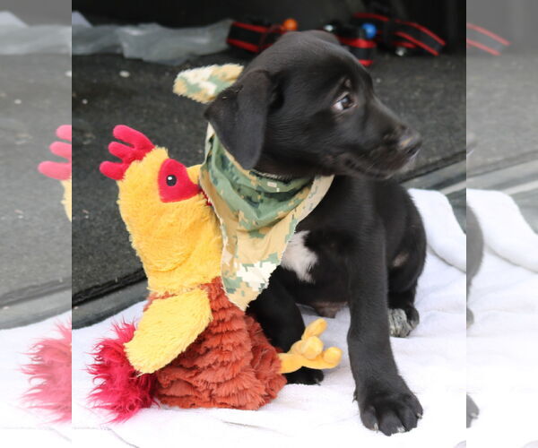 Medium Photo #3 Shepradors Puppy For Sale in Bandera, TX, USA