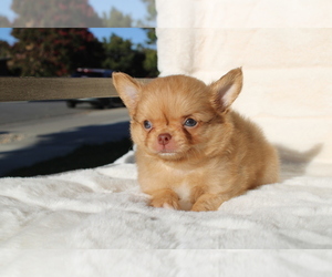 Chihuahua Puppy for sale in SAN JOSE, CA, USA