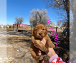 Small Photo #2 Golden Retriever Puppy For Sale in COLORADO SPRINGS, CO, USA