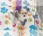 Josie - Female Papitese Puppy for Sale - Photo #8