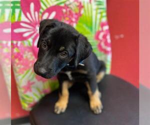 Labrador Retriever Dogs for adoption in Waco, TX, USA