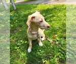 Small #1 Dachshund Mix