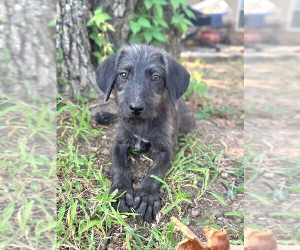 Medium Photo #2 Mutt Puppy For Sale in Claremore, OK, USA