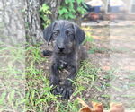 Small #1 Mutt