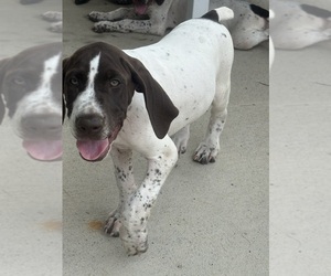 German Shorthaired Pointer Litter for sale in HOPE MILLS, NC, USA