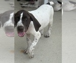 Image preview for Ad Listing. Nickname: Litter of 4