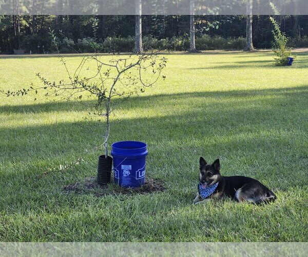 Medium Photo #4 German Shepherd Dog-Unknown Mix Puppy For Sale in Oakhurst, NJ, USA