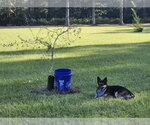 Small #3 German Shepherd Dog Mix