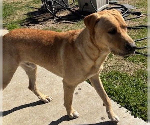 Medium Photo #1 Labrador Retriever Puppy For Sale in Houston, TX, USA