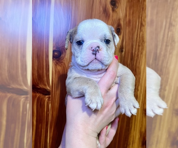 Medium Photo #9 Bulldog Puppy For Sale in GREERS FERRY, AR, USA