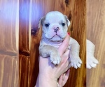 Small #8 Bulldog