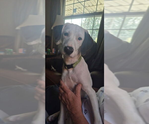 Medium Photo #3 English Springer Spaniel-Pointer Mix Puppy For Sale in Aurora, IN, USA