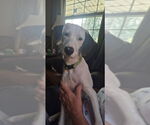 Small #2 English Springer Spaniel-Pointer Mix
