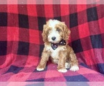 Small #6 Cavapoo