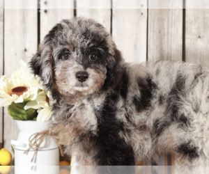 Aussiedoodle Puppy for sale in MOUNT VERNON, OH, USA