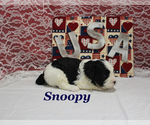 Small #7 Cavapoo