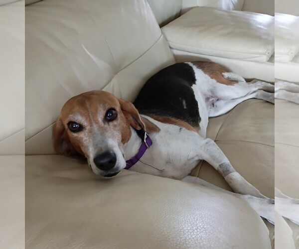 Medium Photo #5 Beagle-Unknown Mix Puppy For Sale in Dunnellon, FL, USA