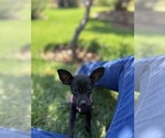 Small Chihuahua