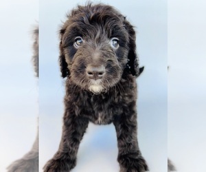 Golden Mountain Doodle  Puppy for sale in SCOTTSDALE, AZ, USA