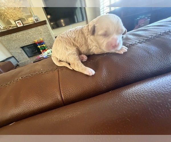 Medium Photo #3 Maltipoo (Toy) Puppy For Sale in CARLSBAD, CA, USA