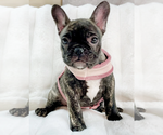 Puppy Tigra French Bulldog