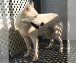 Small Photo #1 Siberian Husky Puppy For Sale in HOMOSASSA, FL, USA