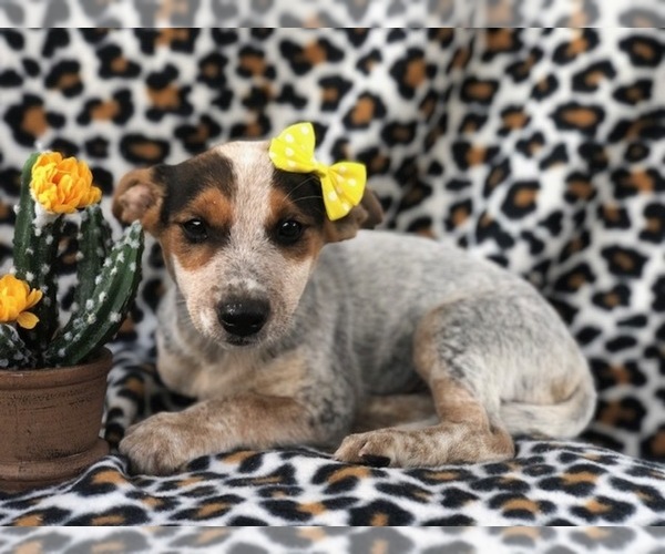 Medium Photo #8 Australian Cattle Dog-Jack Russell Terrier Mix Puppy For Sale in LAKELAND, FL, USA