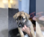 Puppy 8 Alaskan Husky-Presa Canario Mix