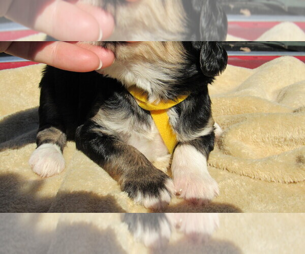 Medium Photo #2 Bernedoodle Puppy For Sale in BIG ROCK, IL, USA