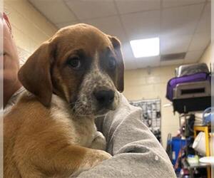 Mutt Dogs for adoption in Denver, CO, USA
