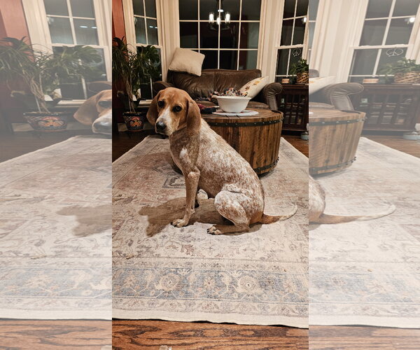 Medium Photo #3 Coonhound-Unknown Mix Puppy For Sale in Plainfield, IL, USA