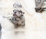 Puppy 1 French Bulldog