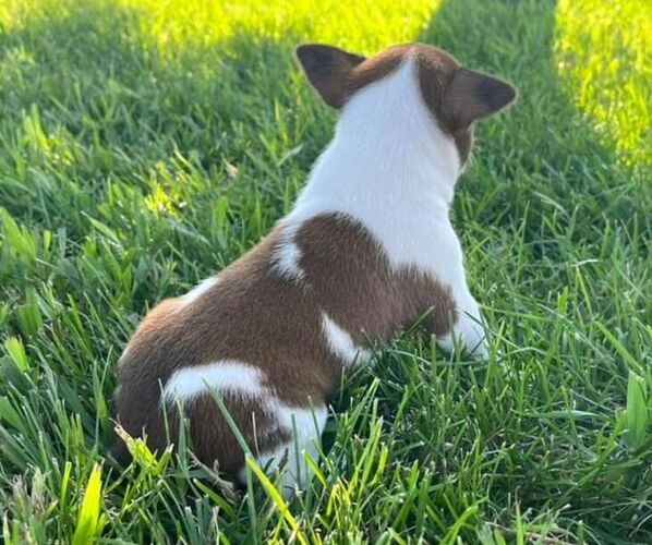 Medium Photo #3 Rat Terrier Puppy For Sale in UNION, IA, USA