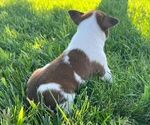 Small Photo #3 Rat Terrier Puppy For Sale in UNION, IA, USA