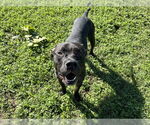 Small #1 American Pit Bull Terrier Mix