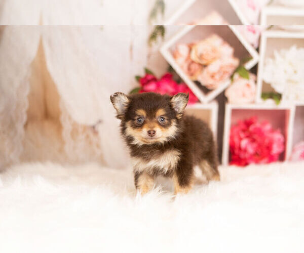Medium Photo #2 Pom-A-Poo Puppy For Sale in WARSAW, IN, USA