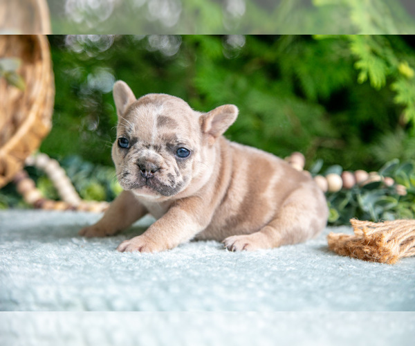 Medium Photo #1 French Bulldog Puppy For Sale in NAPPANEE, IN, USA